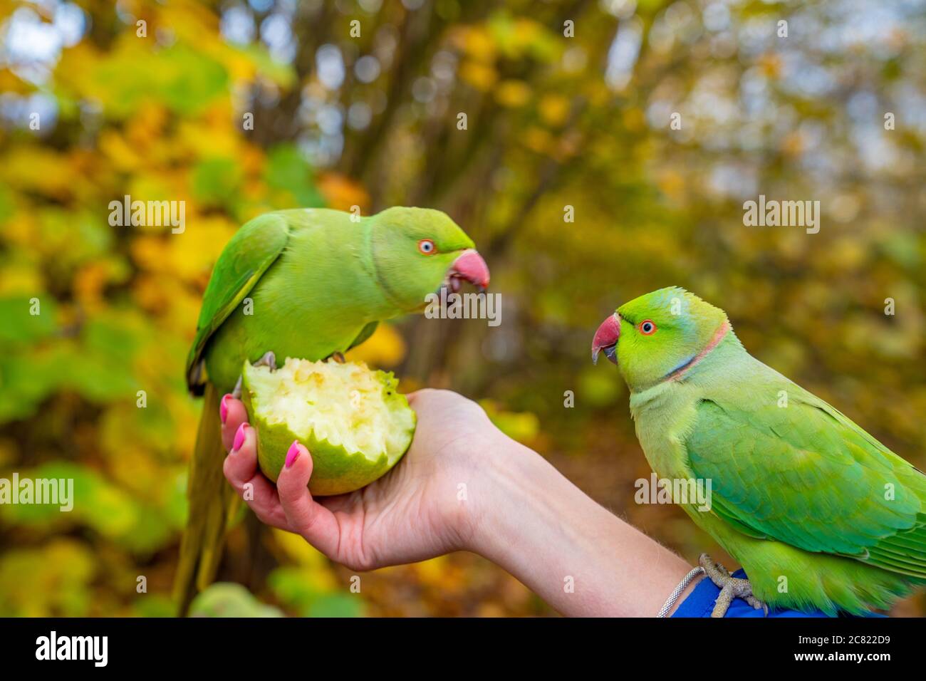 Closeup of the green-colored parrots eating fruit out of a female's hand Stock Photo