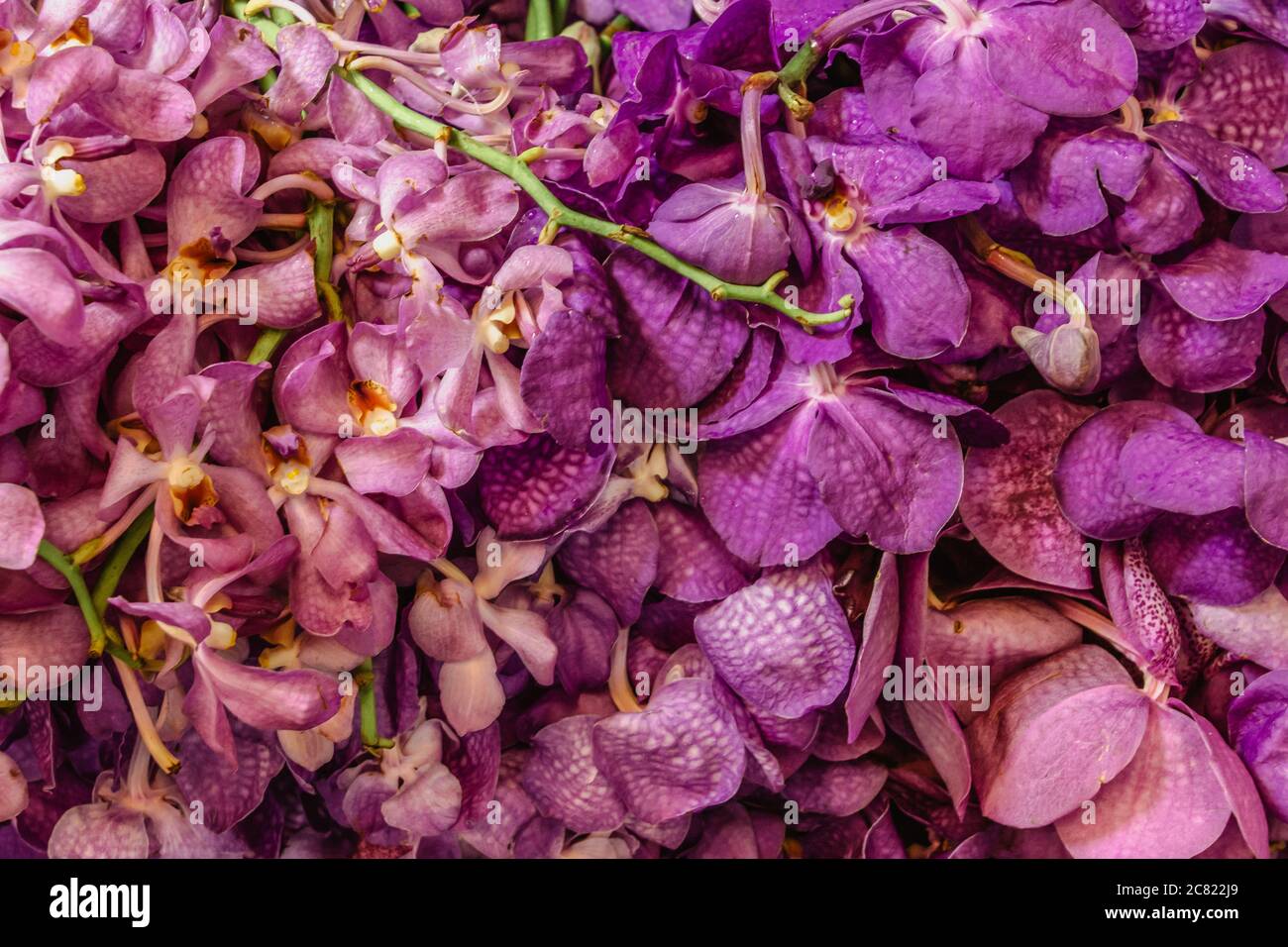 Colourful and busy Pak Khlong Talat flower market in Bangkok has a huge selection of flora. Pink violet flowers. Orchids close up. Stock Photo