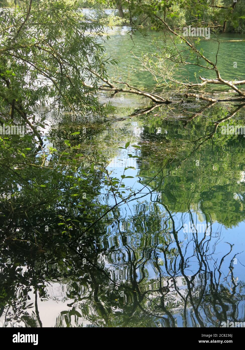 Overhanging branches of weeping willows create reflections in the