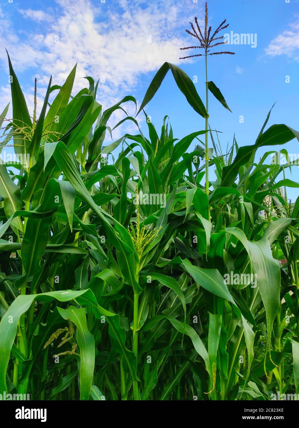Blossoming corn plant on blue sky background Stock Photo