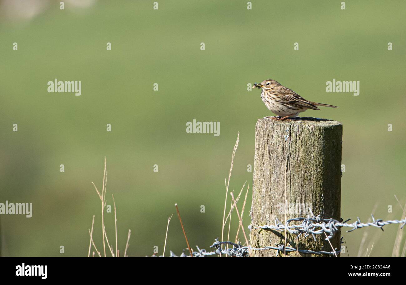 A Meadow pipit perched on a fence post, Chipping, Preston, Lancashire, UK Stock Photo