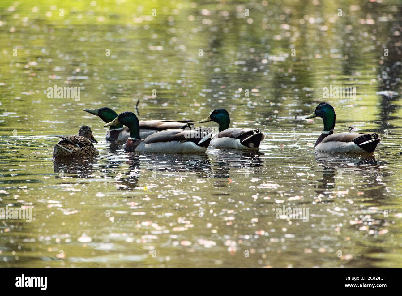 Four male mallard ducks and a female on a pond, Chipping, Preston, Lancashire, England, United Kingdom. Stock Photo