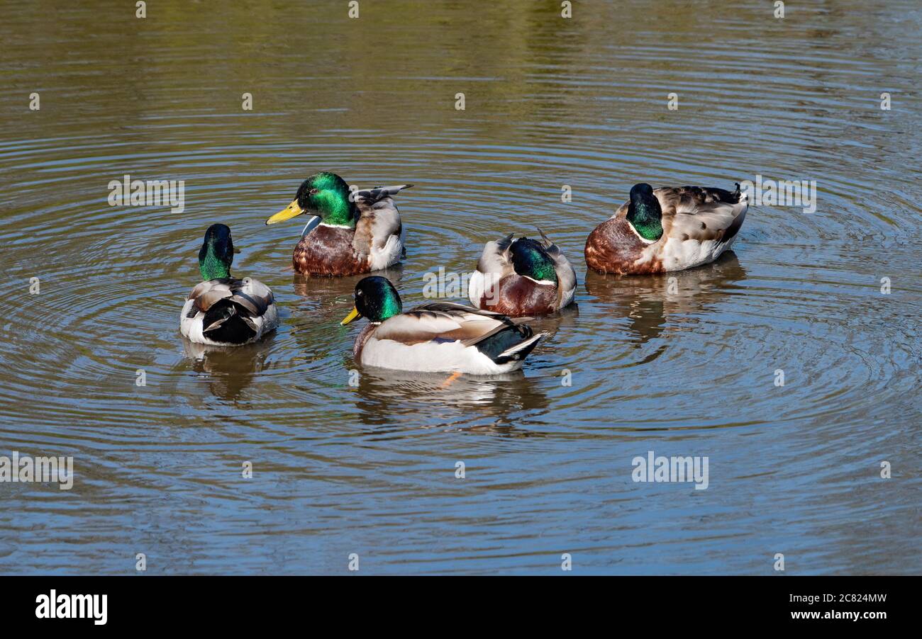 Five male mallard ducks on a pond, Chipping, Preston, Lancashire, England, United Kingdom. Stock Photo
