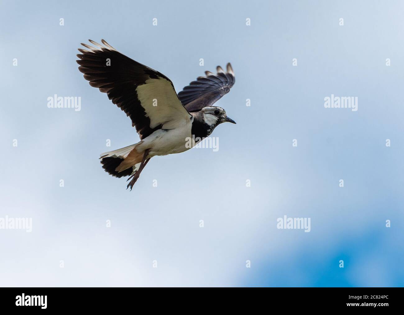 A lapwing flying over farmland, Chipping, Preston, Lancashire, UK Stock Photo