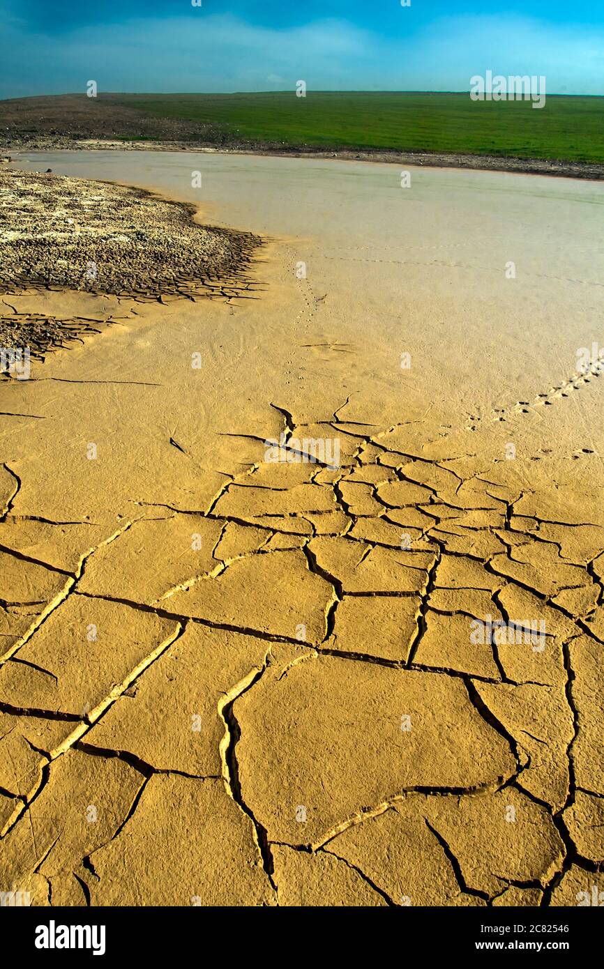 Dry land and birds footprint. Cracked ground texture background. Dry