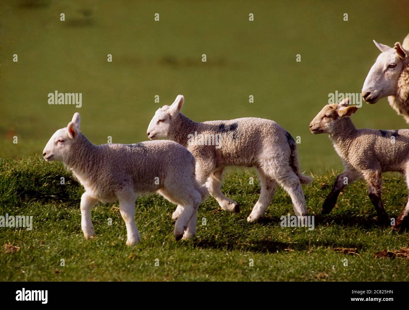 Lambs At Play Stock Photo