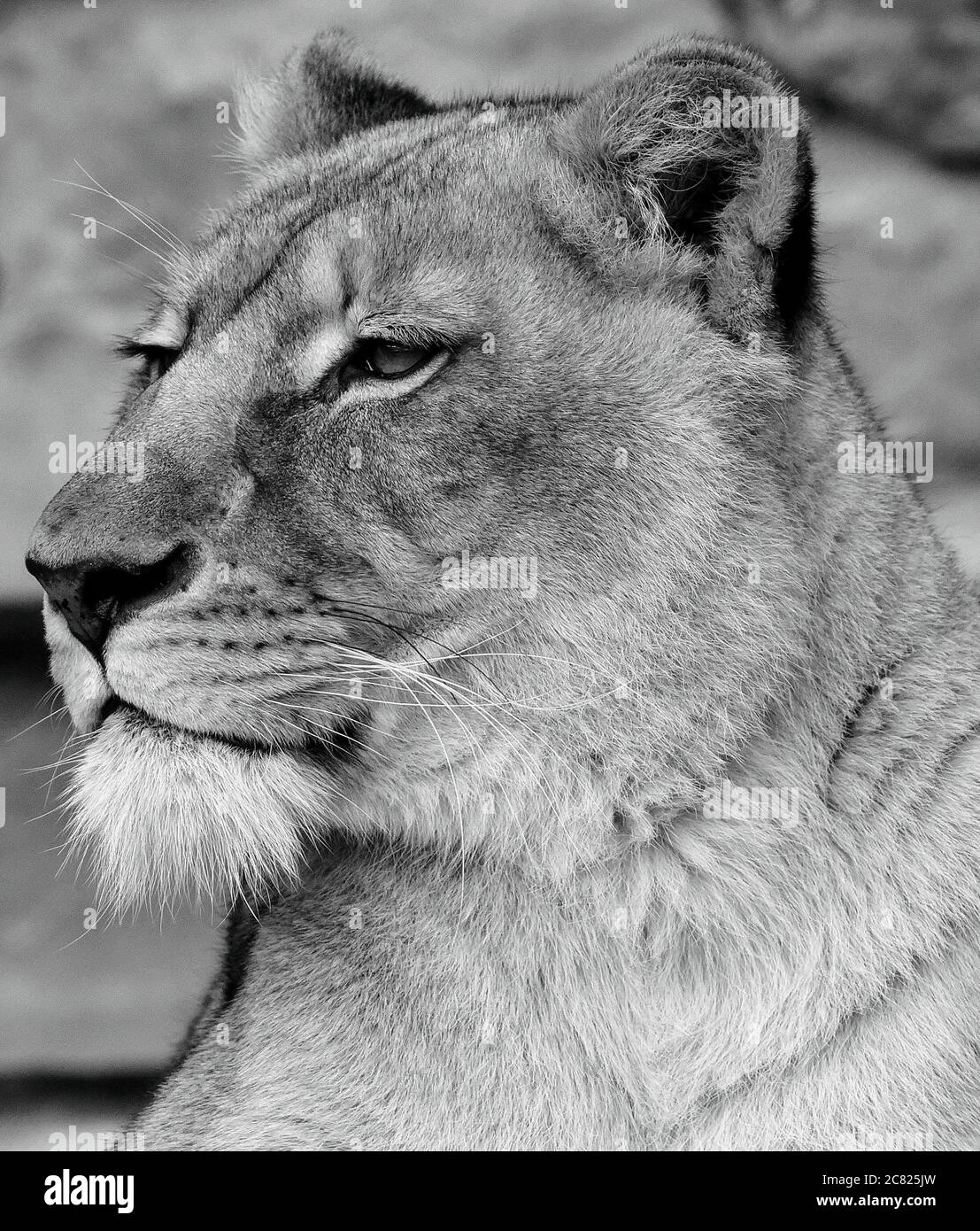Monochrome closeup male lion Stock Photo - Alamy