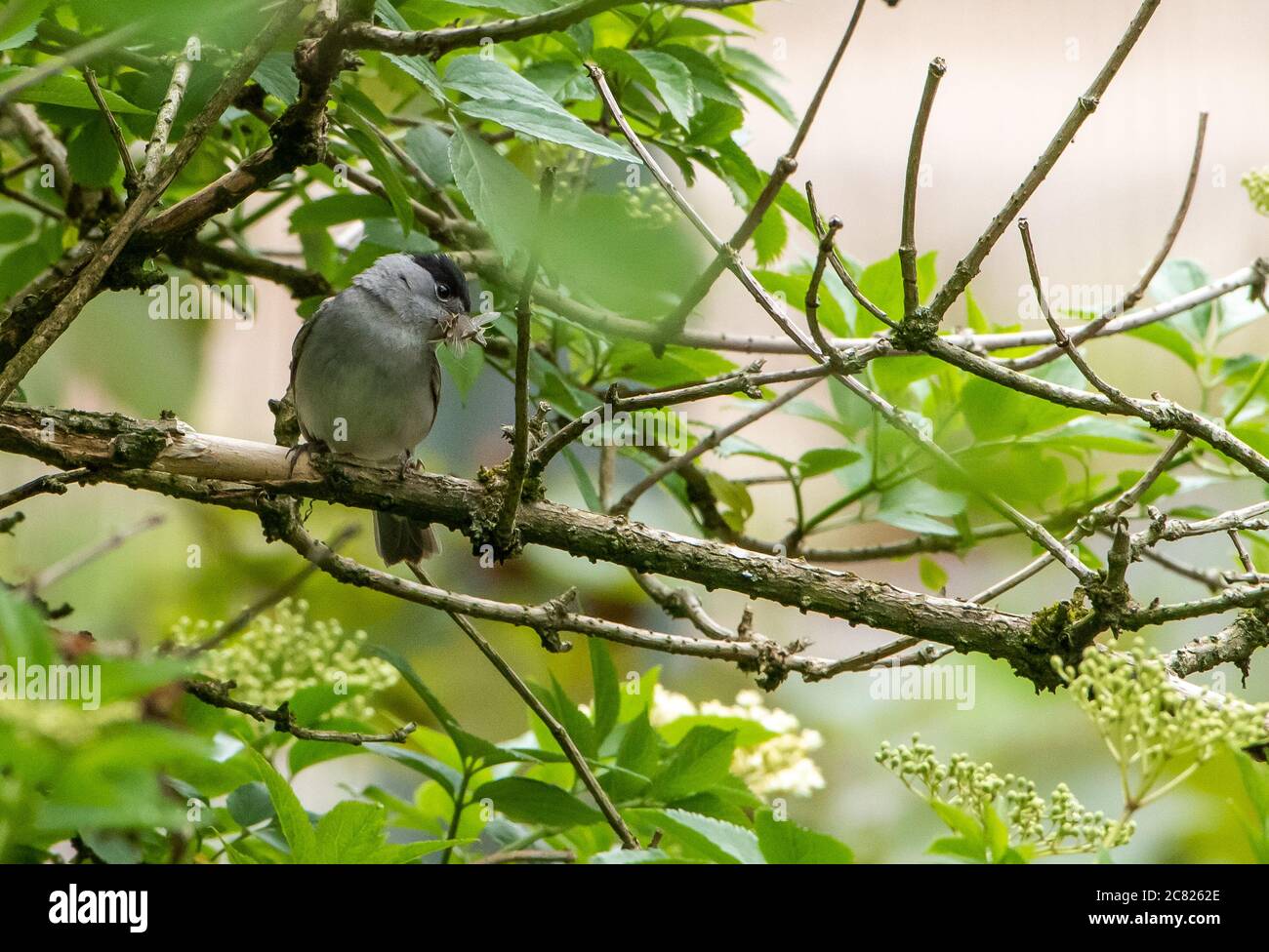 A male Blackcap with an insect in its beak, Chipping, Preston, Lancashire, UK Stock Photo