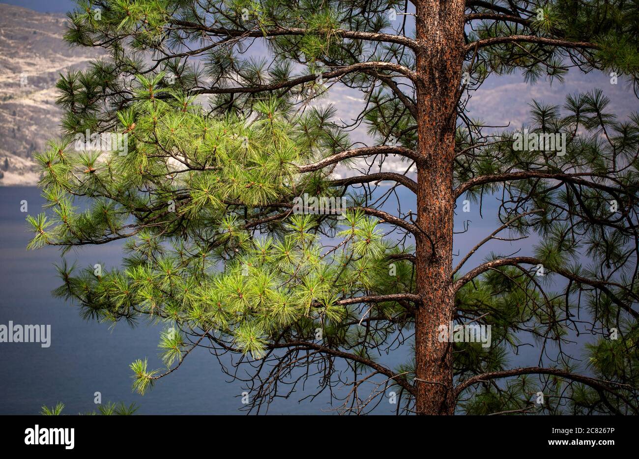 An evergreen tree in the foreground with Okanagan Lake and shoreline in the background, Okanagan Valley; Peachland, British Columbia, Canada Stock Photo