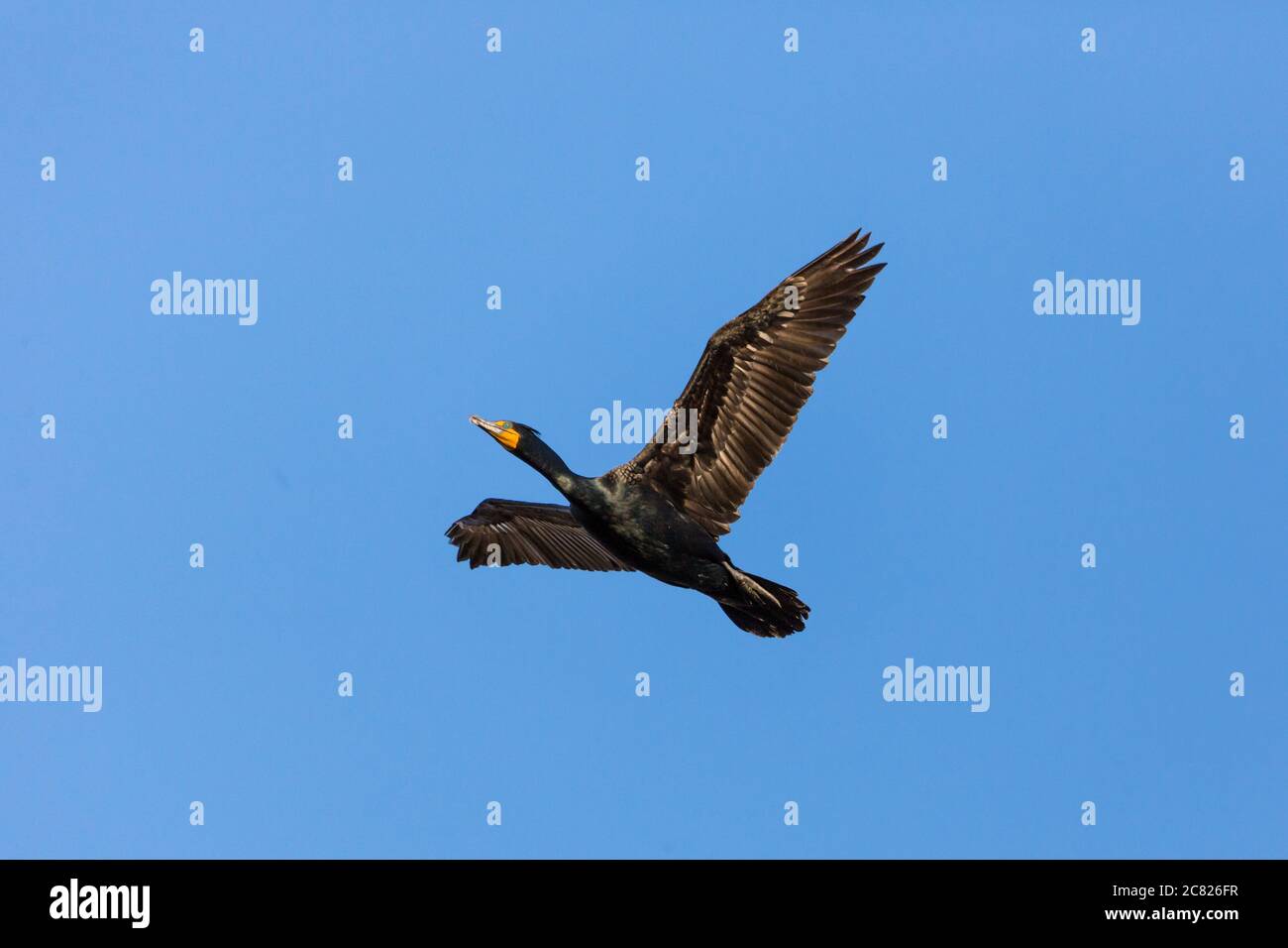 An adult Double Crested Cormorant, Phalacrocorax auritus, in flight in