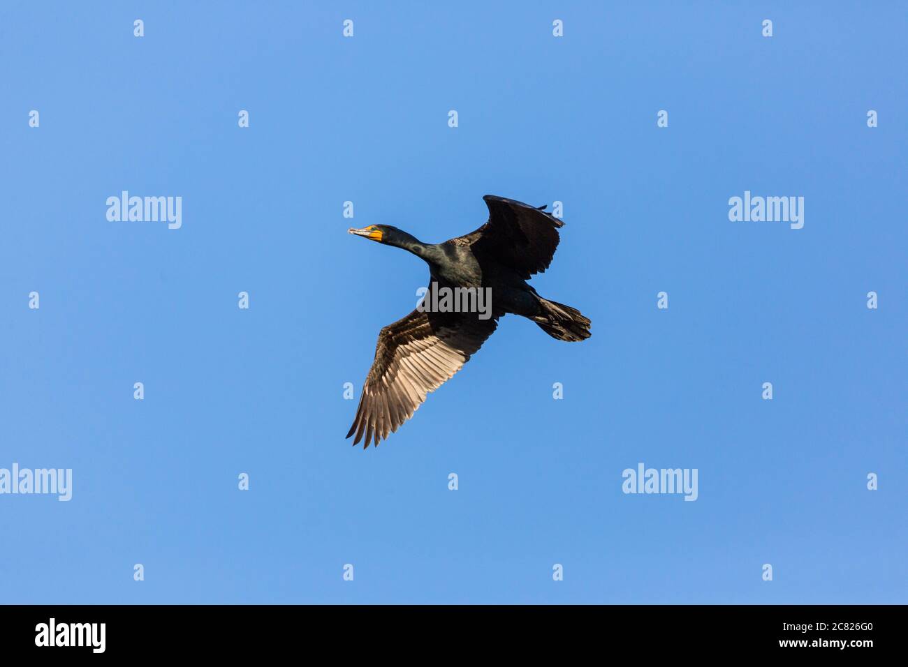 An adult Double Crested Cormorant, Phalacrocorax auritus, in flight in