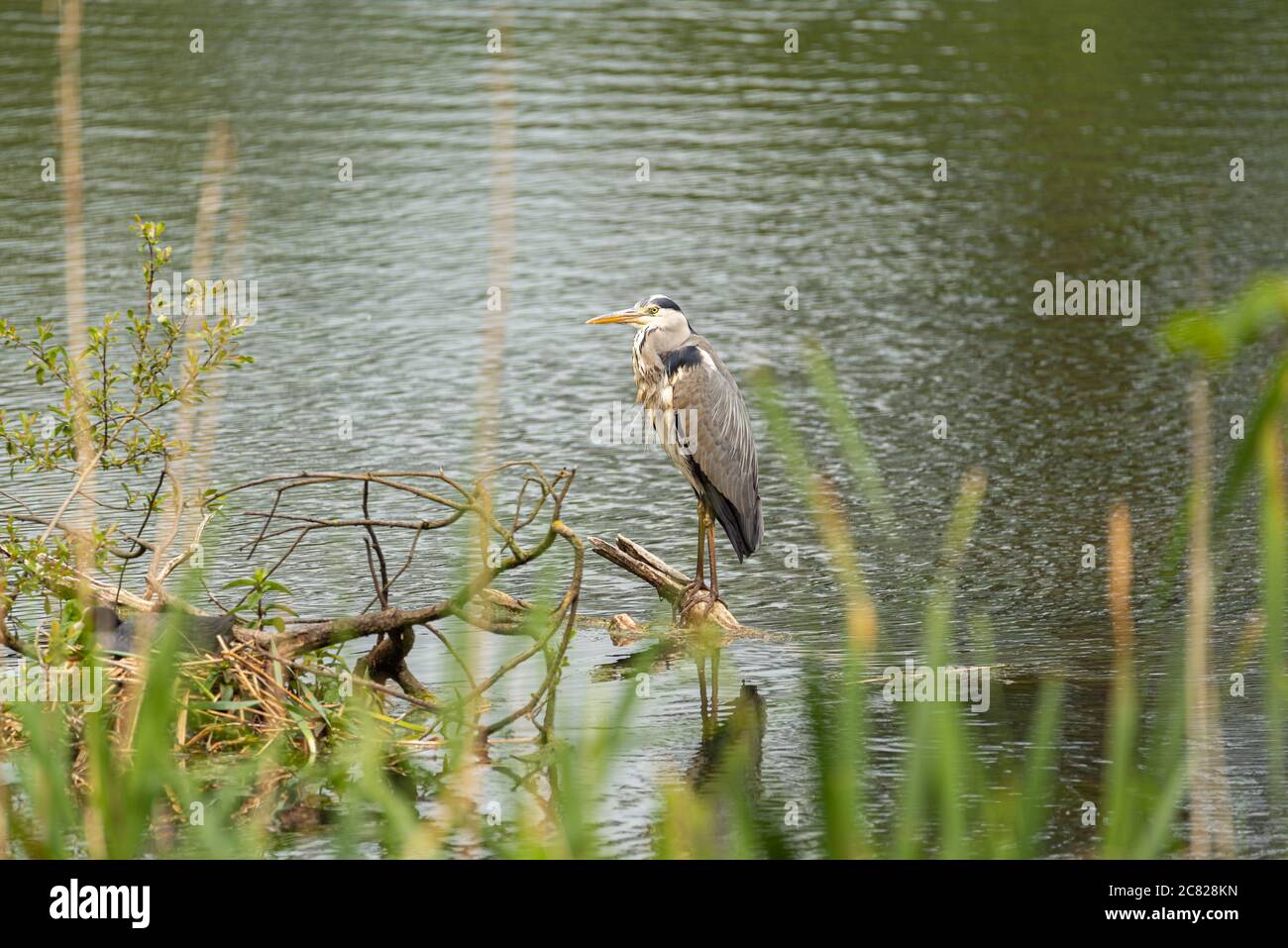 The long legged predatory Grey Heron, Ardea cinerea of the heron family Ardeidae, perched on a tree on a lake in the UK Stock Photo