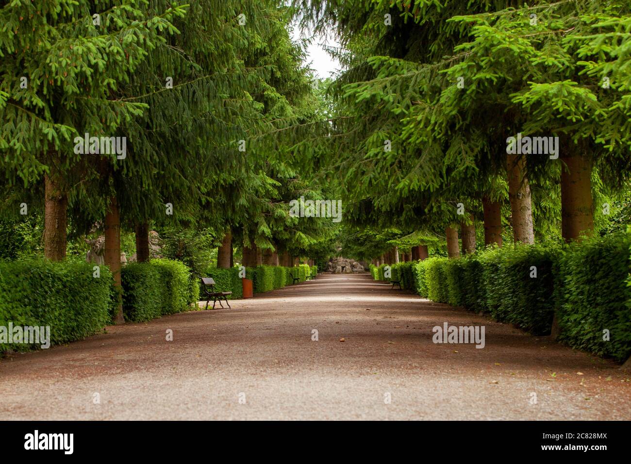 A green alley stretching into the distance. Stock Photo