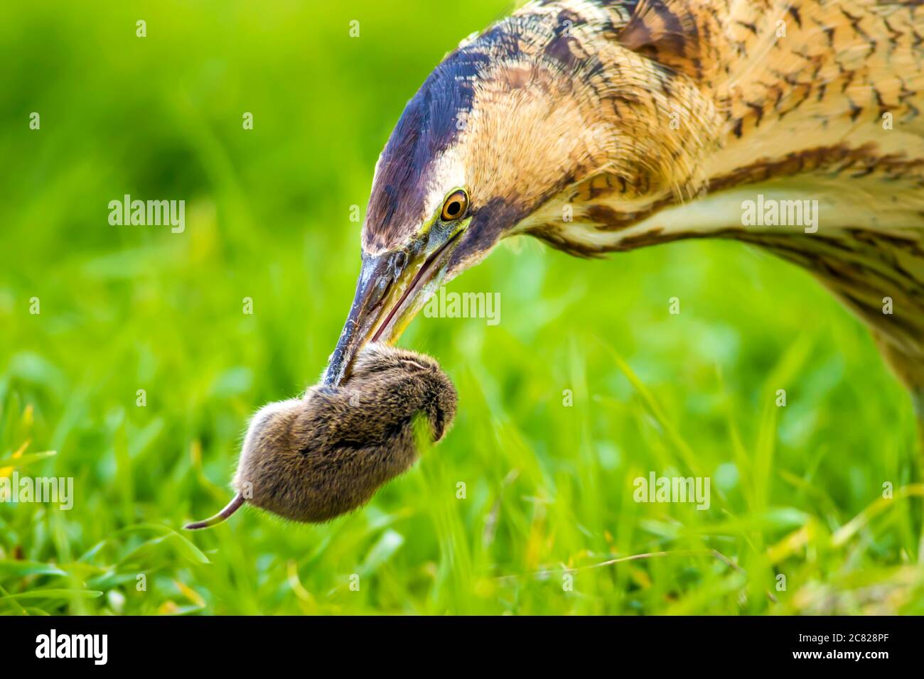 Bittern and its hunt. Green nature background. Bird: Eurasian Bittern ...
