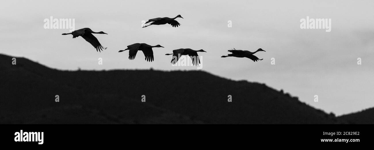 An artistic black and white image of a small flock of five Sandhill Cranes, Antigone canadensis, flying to roost in formation in the Bosque del Apache Stock Photo