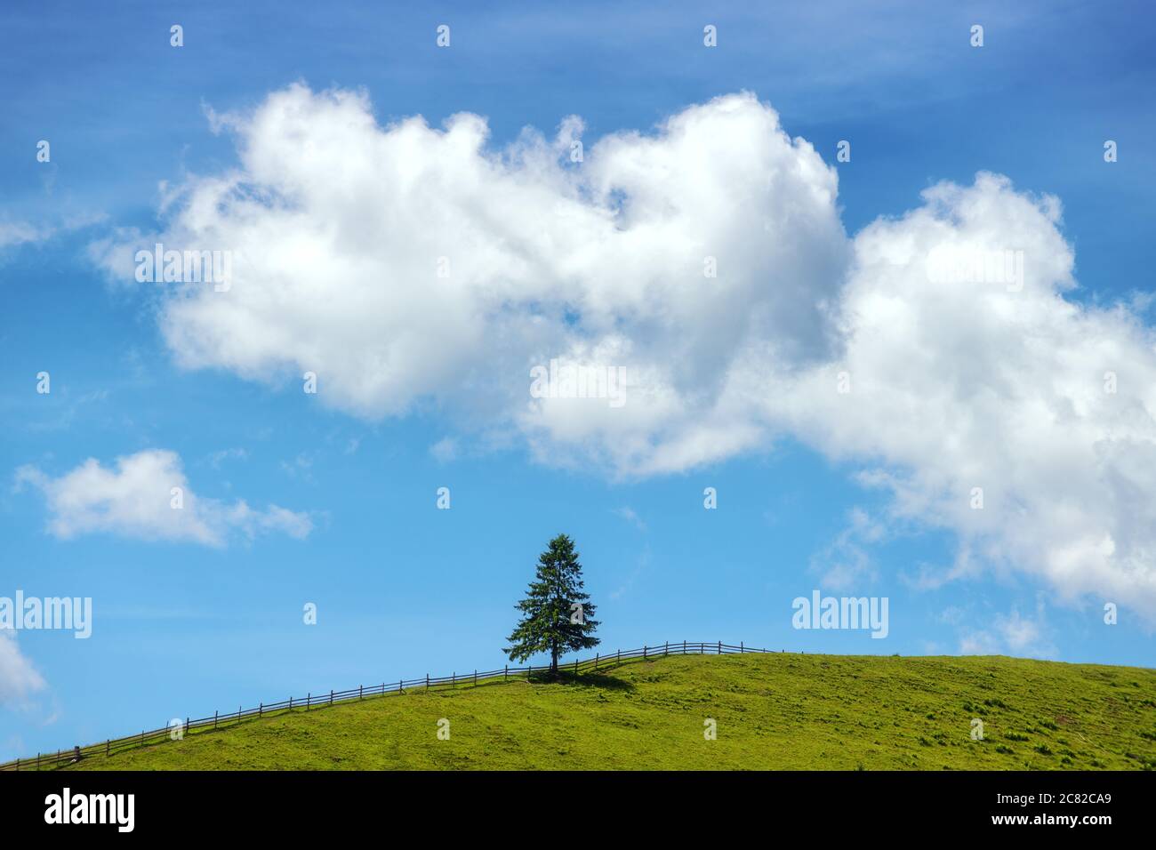 Alone pine tree on the green hill and blue sky with clouds Stock Photo