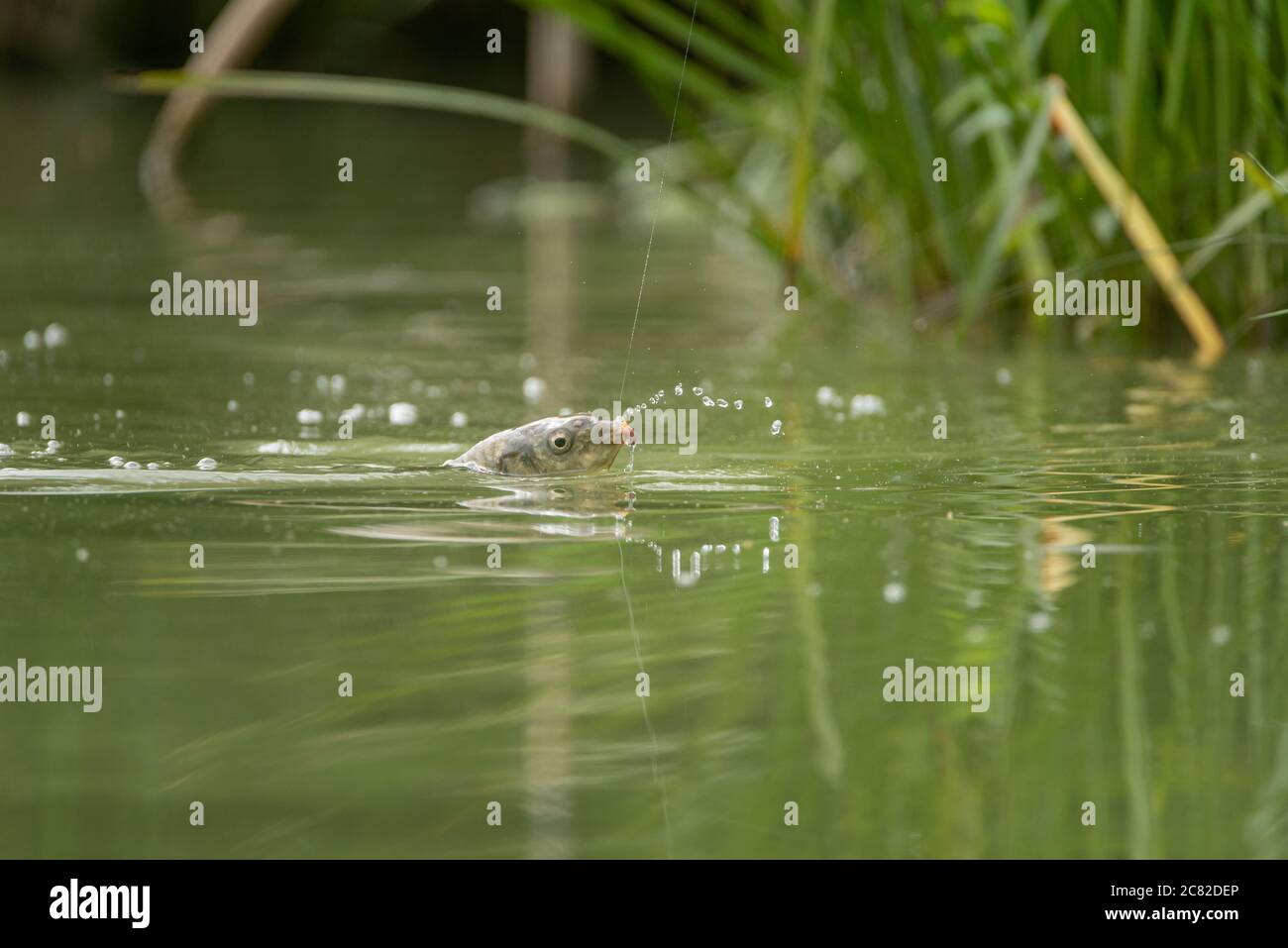A fresh water carp caught on a fishing line on a lake in the UK. Stock Photo