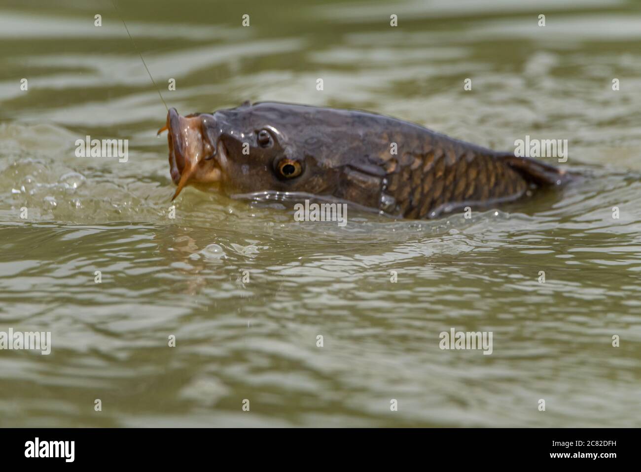 A fresh water carp caught on a fishing line on a lake in the UK. Stock Photo