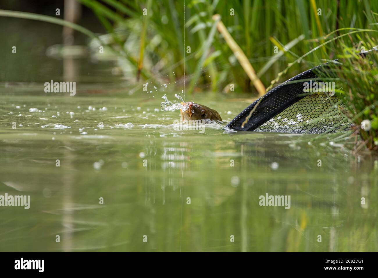 A fresh water carp caught on a fishing line on a lake in the UK. Stock Photo