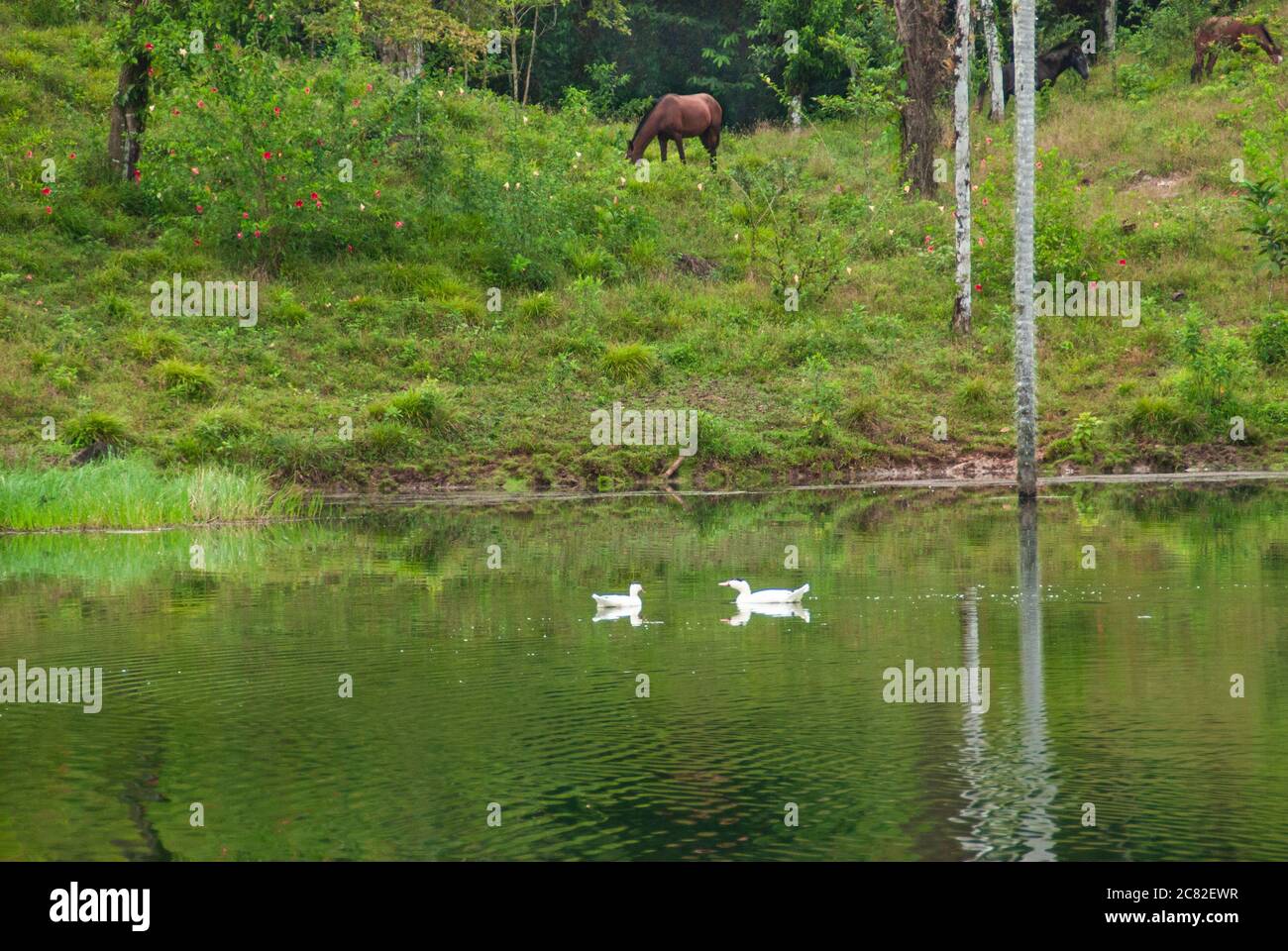 Beautiful view of a horse and two ducks in the highlands of Costa Rica Stock Photo