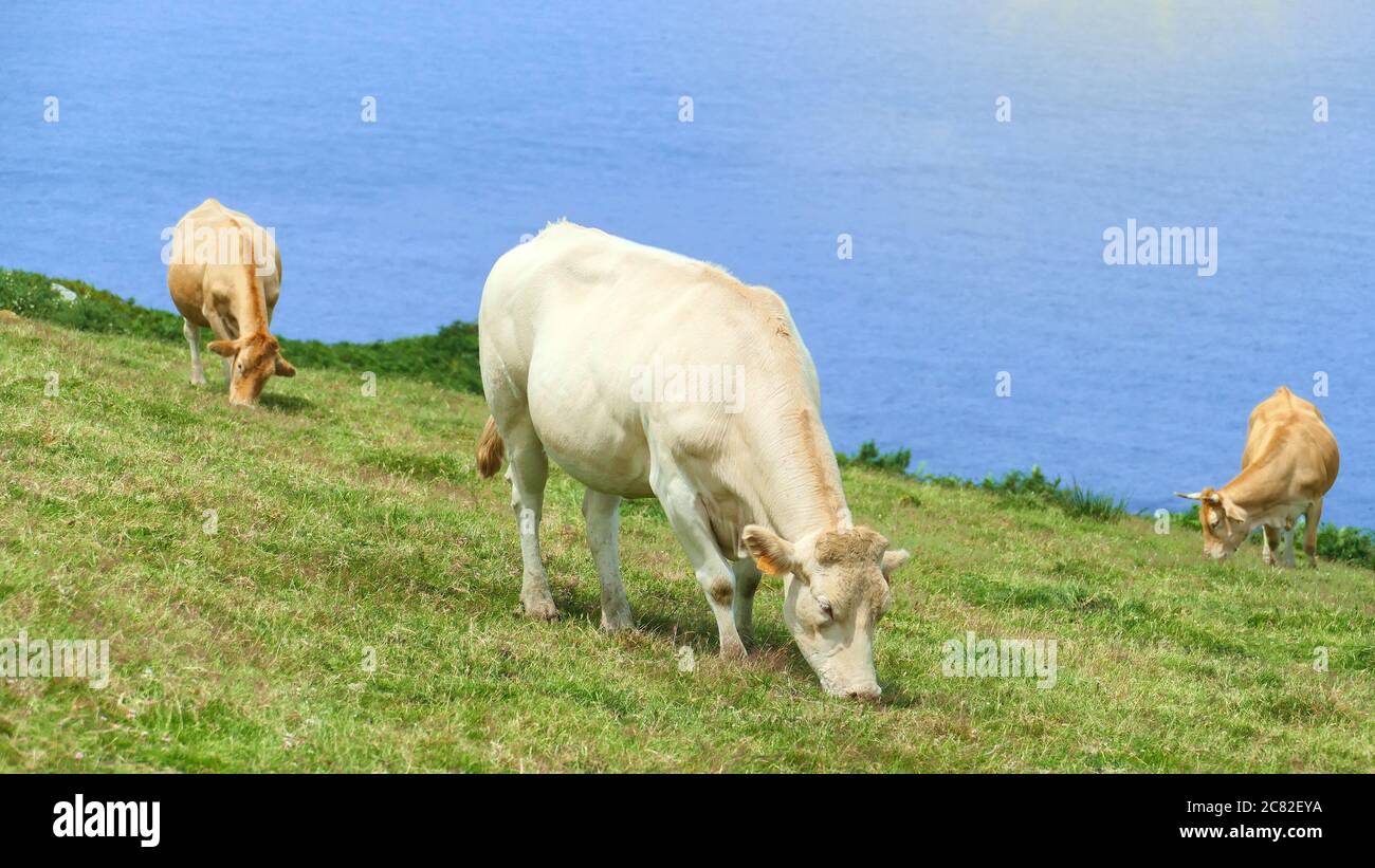 Cows grazing on the coast of the Cantabrian Sea. Mount Jaizkibel ...