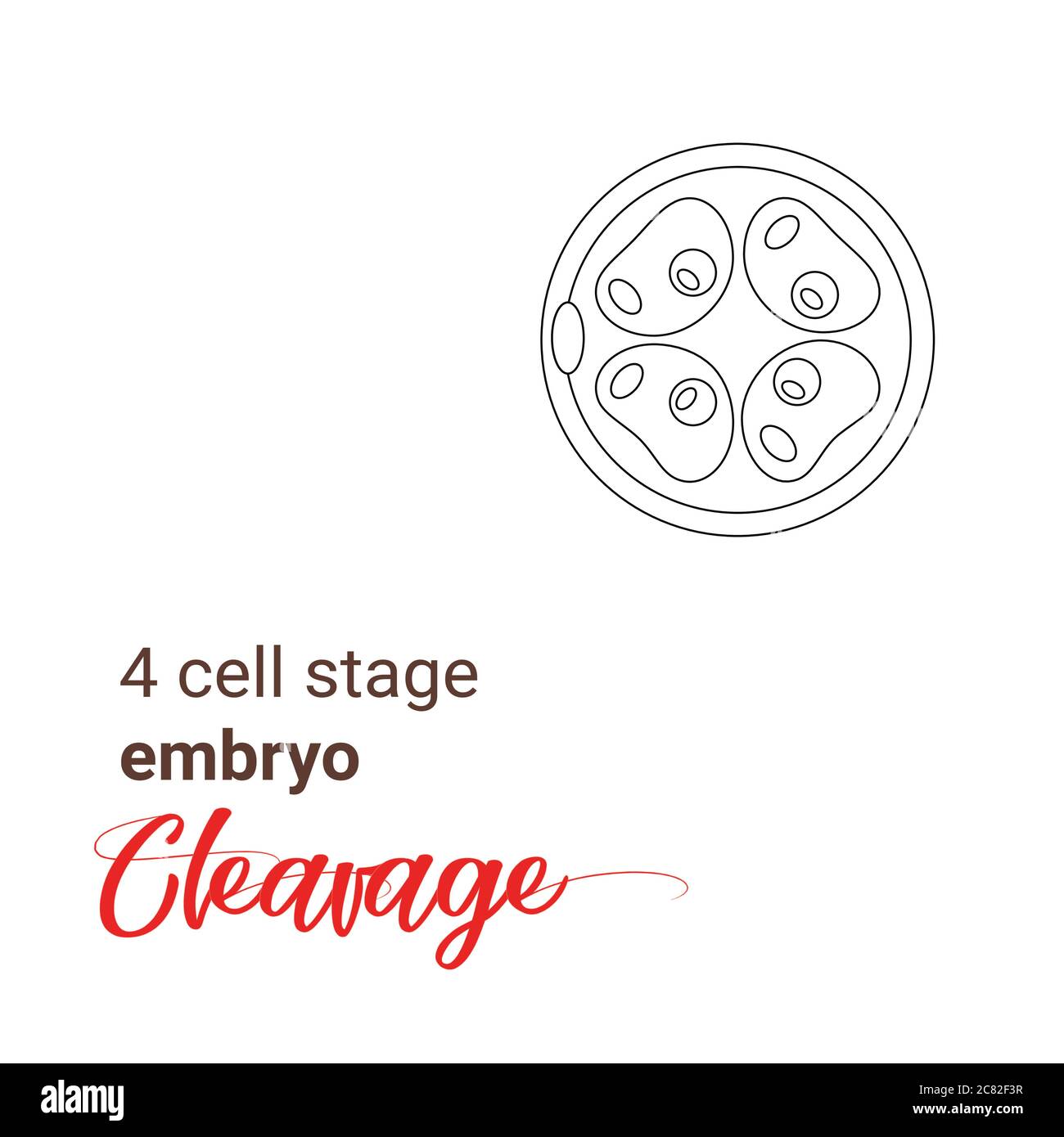 Outline illustration of a 4 cell stage embryo vector. Four cell stage line  icon. Minimalist cleavage four cell. Egg cell, Fertilization Stock Vector
