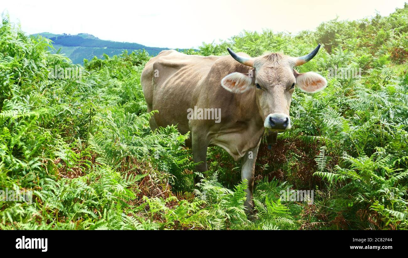 Cow among the vegetation of Mount Jaizkibel. Basque Country, Spain ...