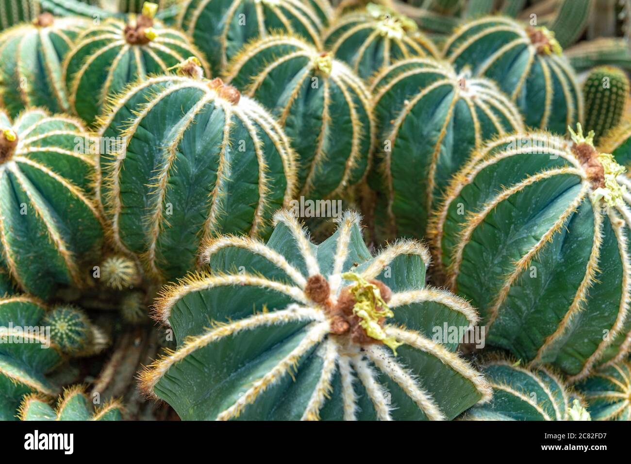 Parodia magnifica, Eriocactus magnificus cactus in a botanical garden Stock Photo