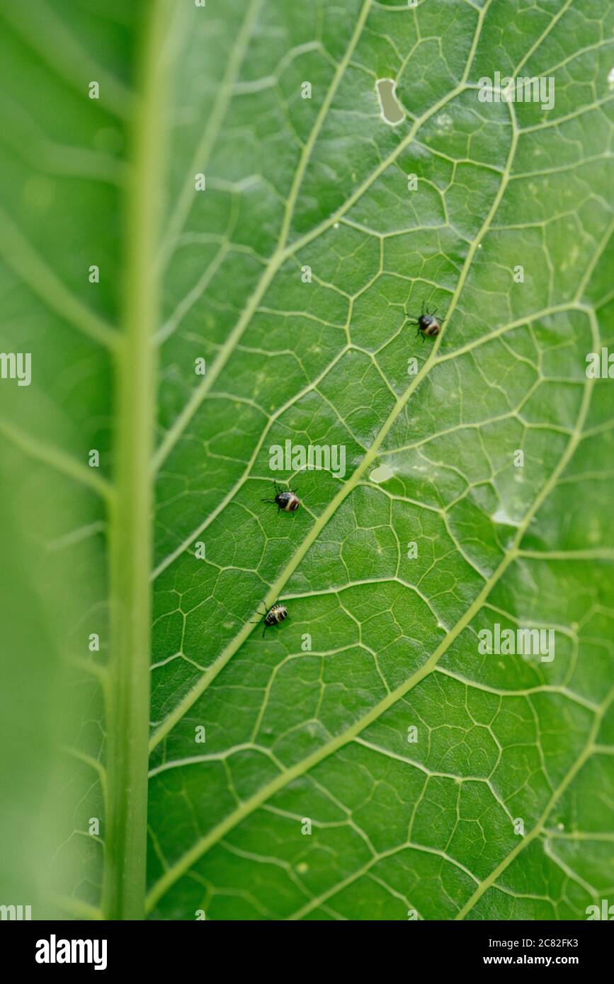 Closeup. Background. A horseradish leaf with little bugs on it Stock