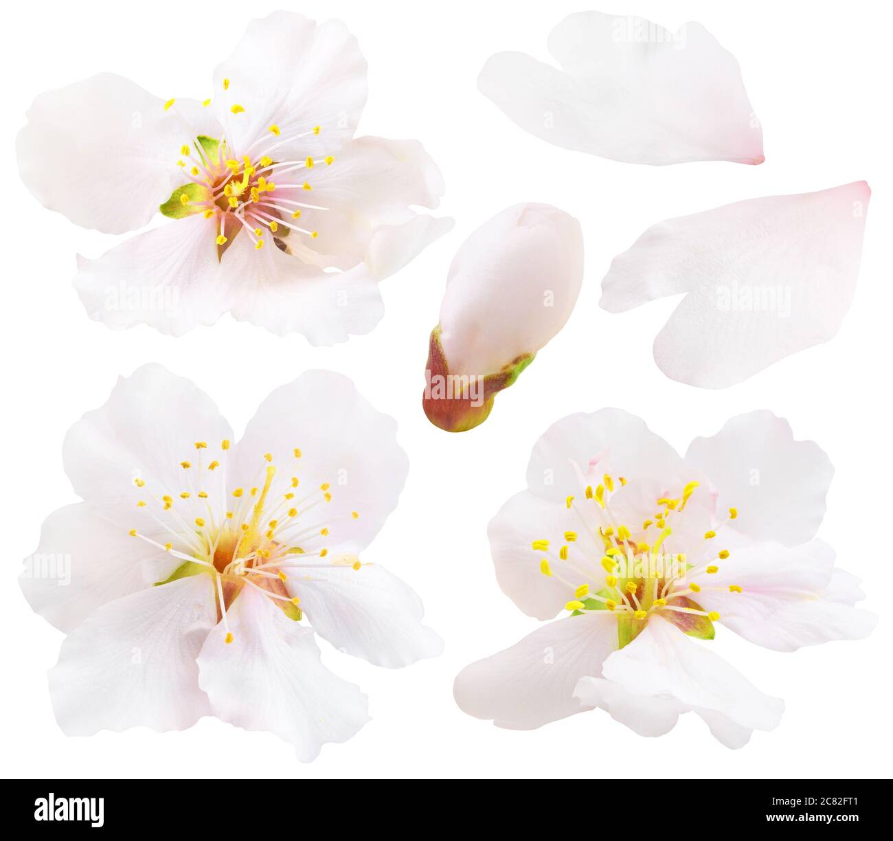 Isolated almond flowers collection. White almond tree blossoms isolated ...