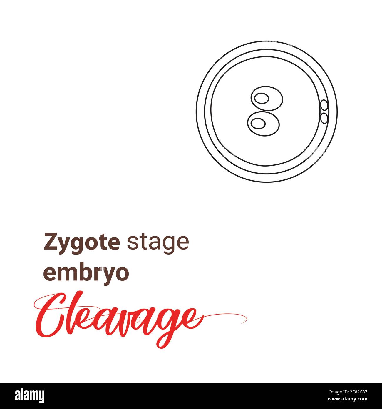 Illustration of zygote stage embryo.  zygote cell stage line icon. cleavage zygote cell line symbol. Illustration cleavage Stock Vector