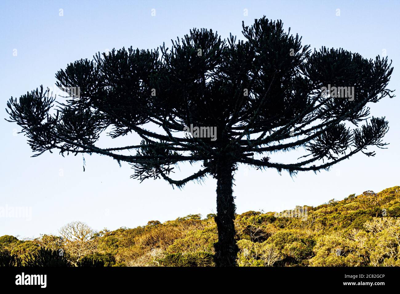 Araucaria pine tree (Araucaria angustifolia). Rancho Queimado, Santa Catarina, Brazil. Stock Photo