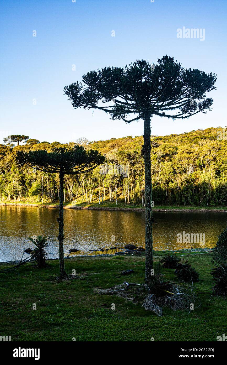 Araucaria pine tree (Araucaria angustifolia). Rancho Queimado, Santa Catarina, Brazil. Stock Photo