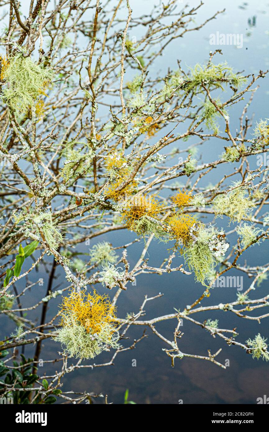 Spanish Moss High Resolution Stock Photography and Images - Alamy