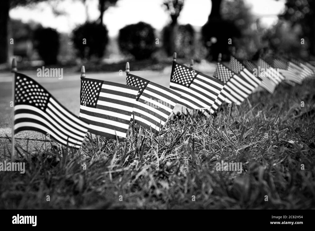A select focus,  low angle view of a roadside display of miniature American flags in black and white Stock Photo