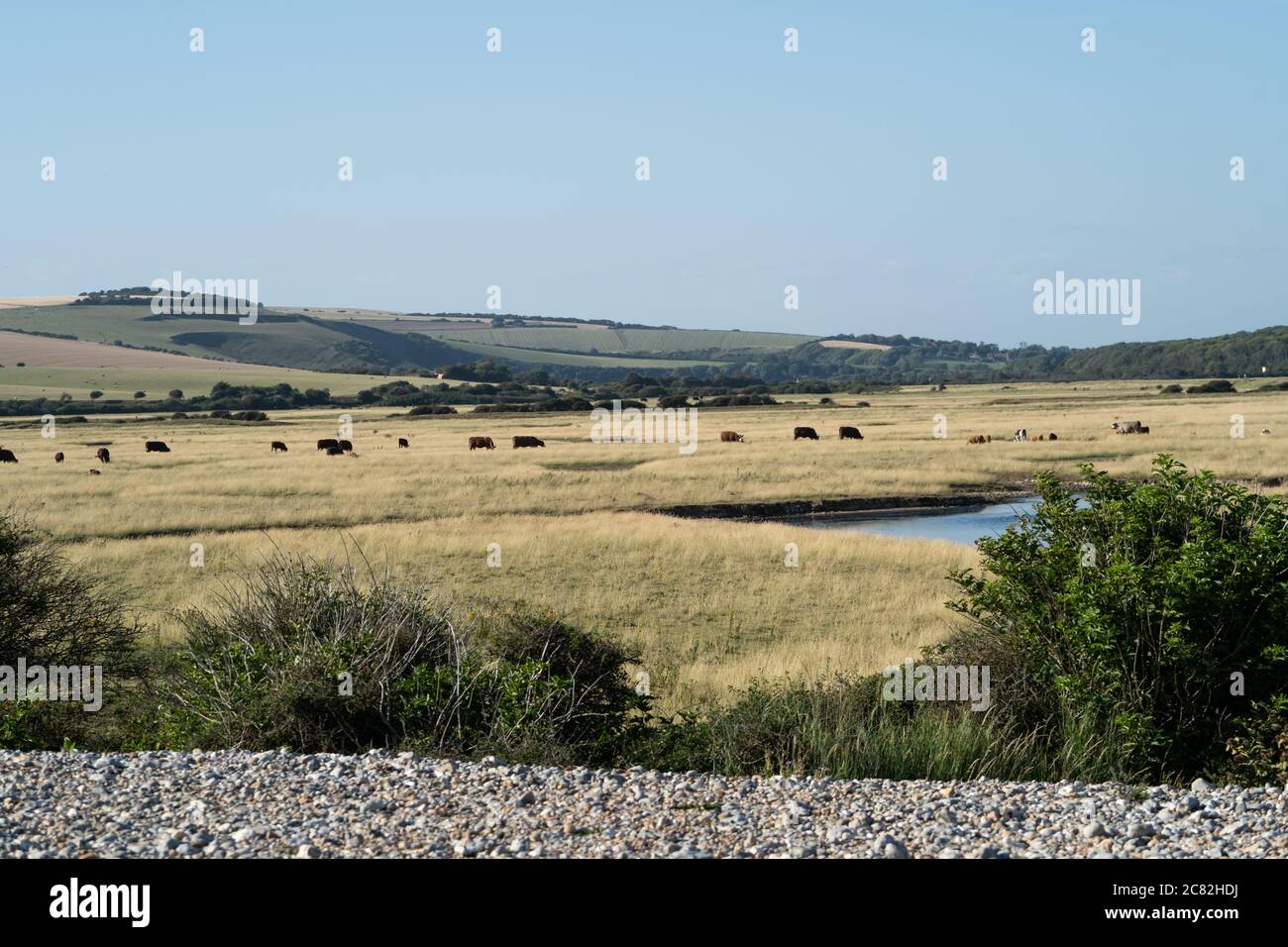 Cattle grazing on the coastal floodplain, Seven Sisters, East Sussex