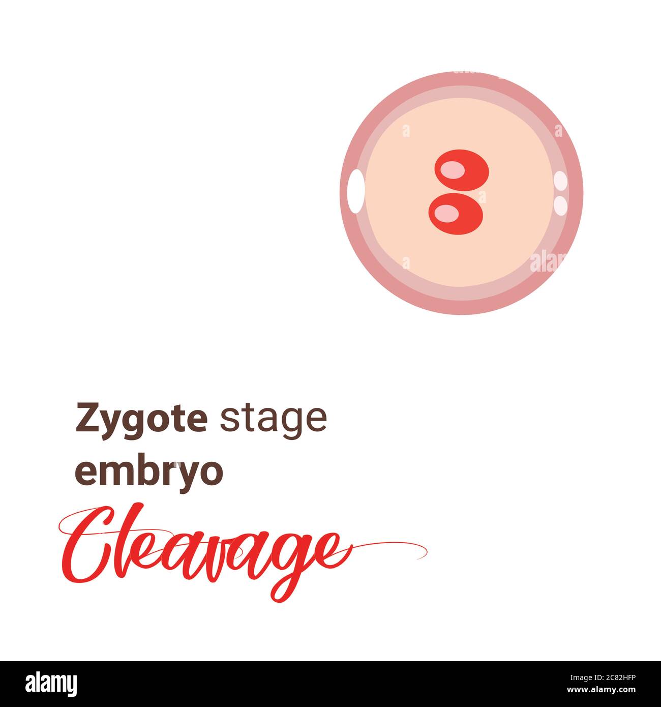 Illustration of zygote stage embryo.  zygote cell stage icon. Vector cleavage zygote cell. Illustration cleavage Stock Vector