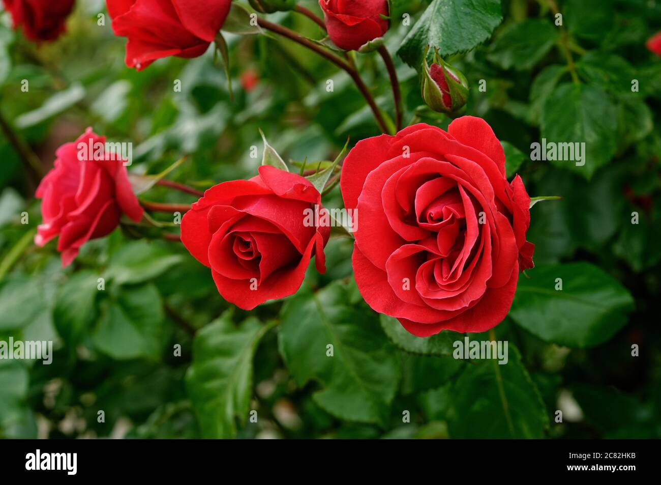Rose GRANDHOTEL 'Mactel', red flowers, roses on a muted background, nicely  photographed, close up, in full bloom Stock Photo - Alamy
