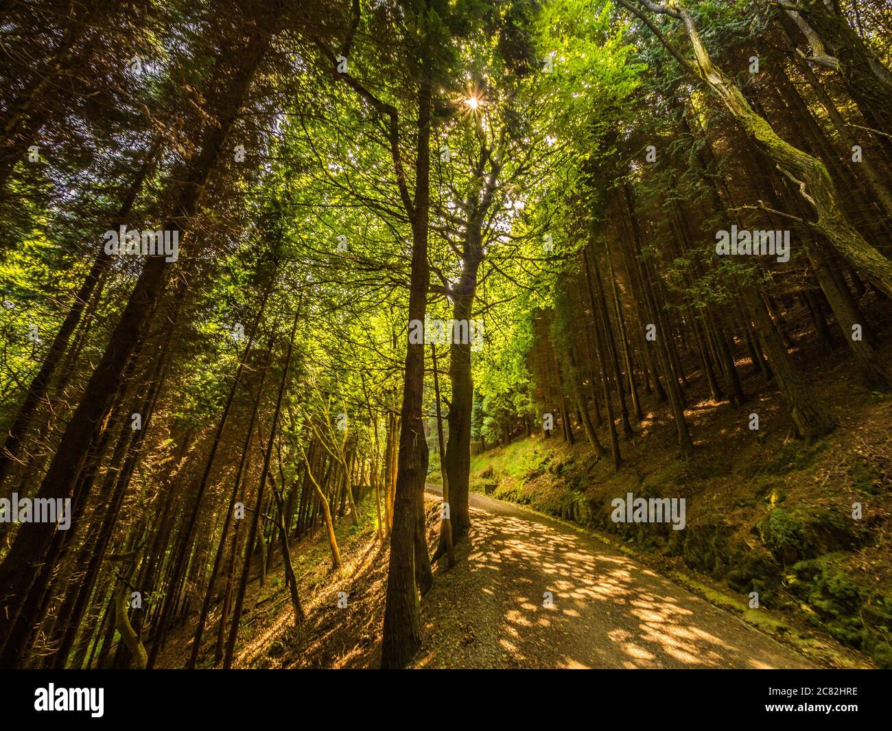 Low angle shot of trees in the forest Stock Photo - Alamy