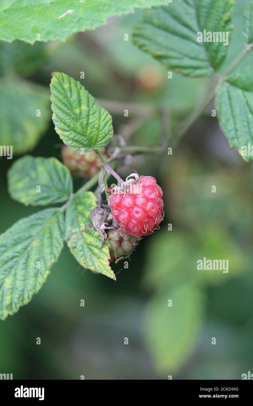Starlight Raspberry Plant Closeup vertical shot of a raspberry plant under the sunlight Stock ...