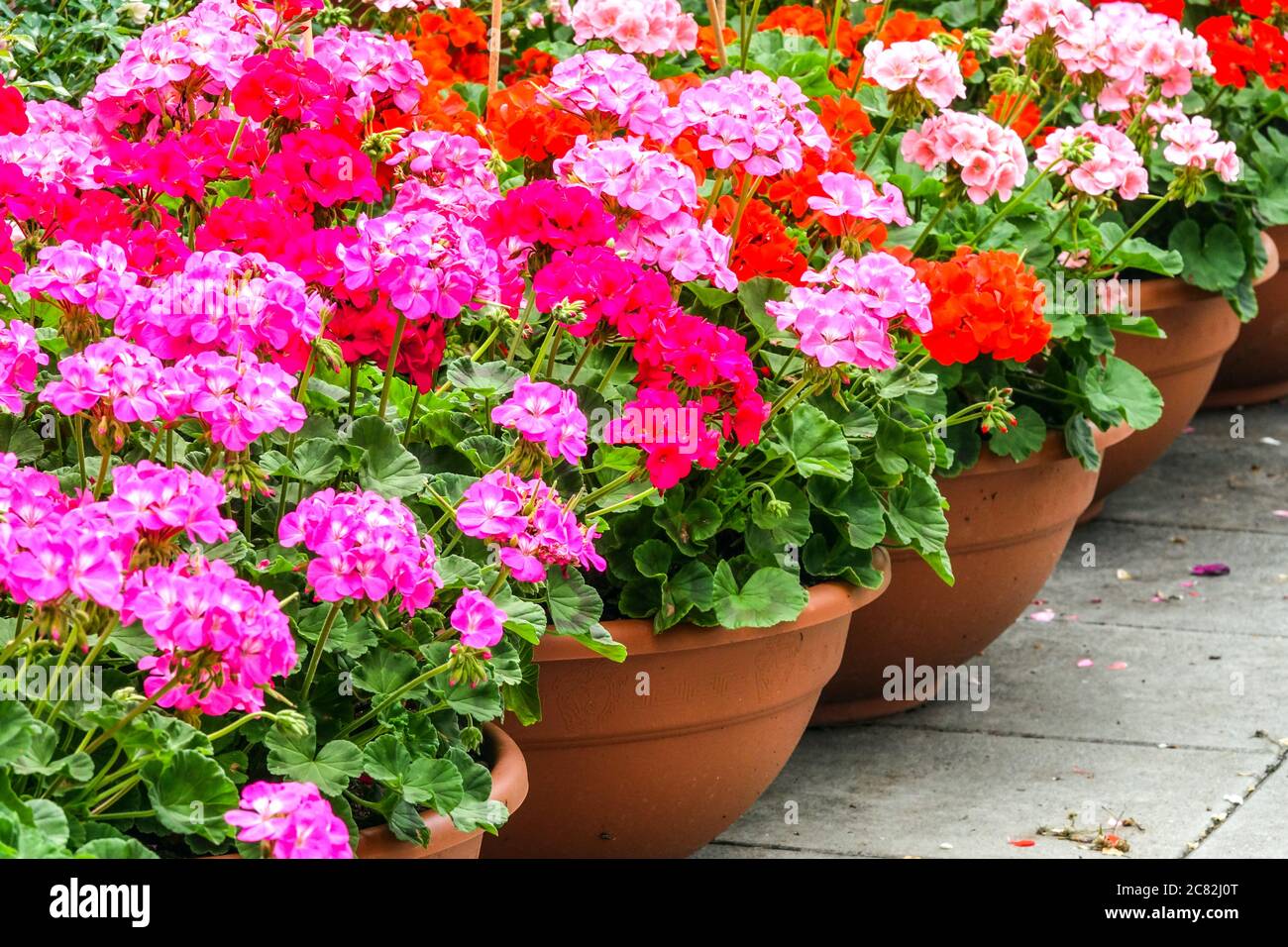 Geraniums in pots hires stock photography and images Alamy