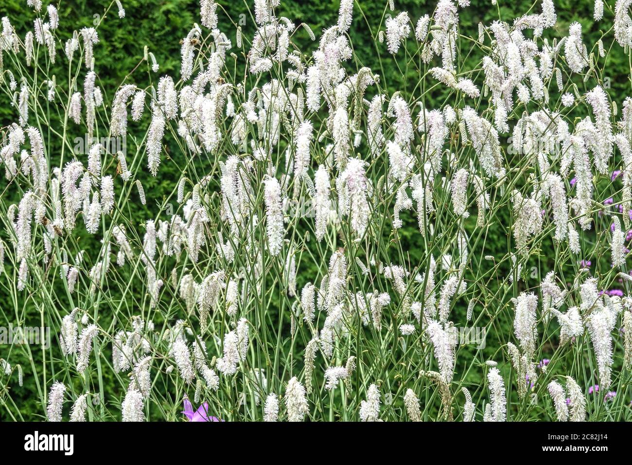 Sanguisorba tenuifolia 'White Tanna' Stock Photo