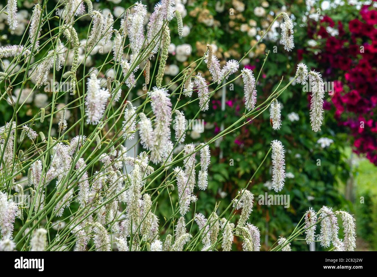 Sanguisorba tenuifolia 'White Tanna' Stock Photo