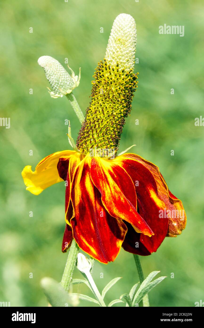 Ratibida columnifera 'Red Midget' Beautiful flower detail Stock Photo