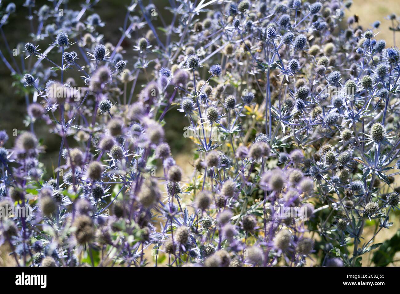 Blue thistle (Eryngium planum), UK Stock Photo Alamy
