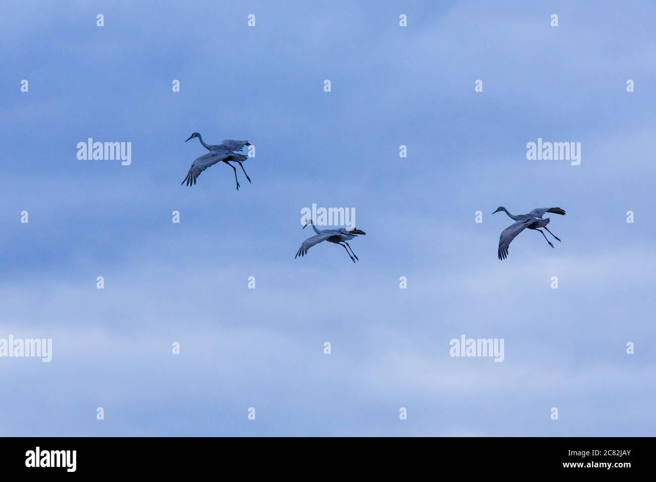 Three Sandhill Cranes, Antigone canadensis, drop in for a landing in their very characteristic 'sitting' position with a 'gear down, flaps down' confi Stock Photo