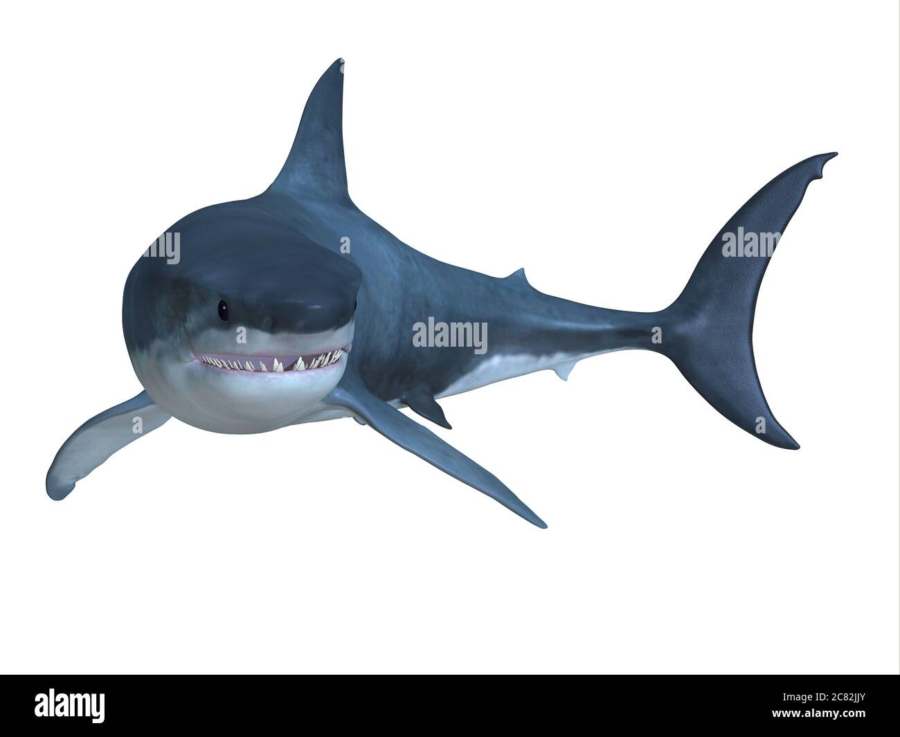 The Great White shark can be found in worldwide oceans and can live up to 70 years. Stock Photo