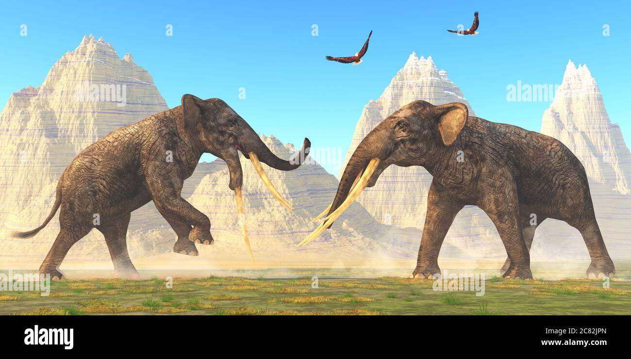 Two bull Stegotetrabelodon fight each other for mating rights in the herd during the Miocene Period. Stock Photo