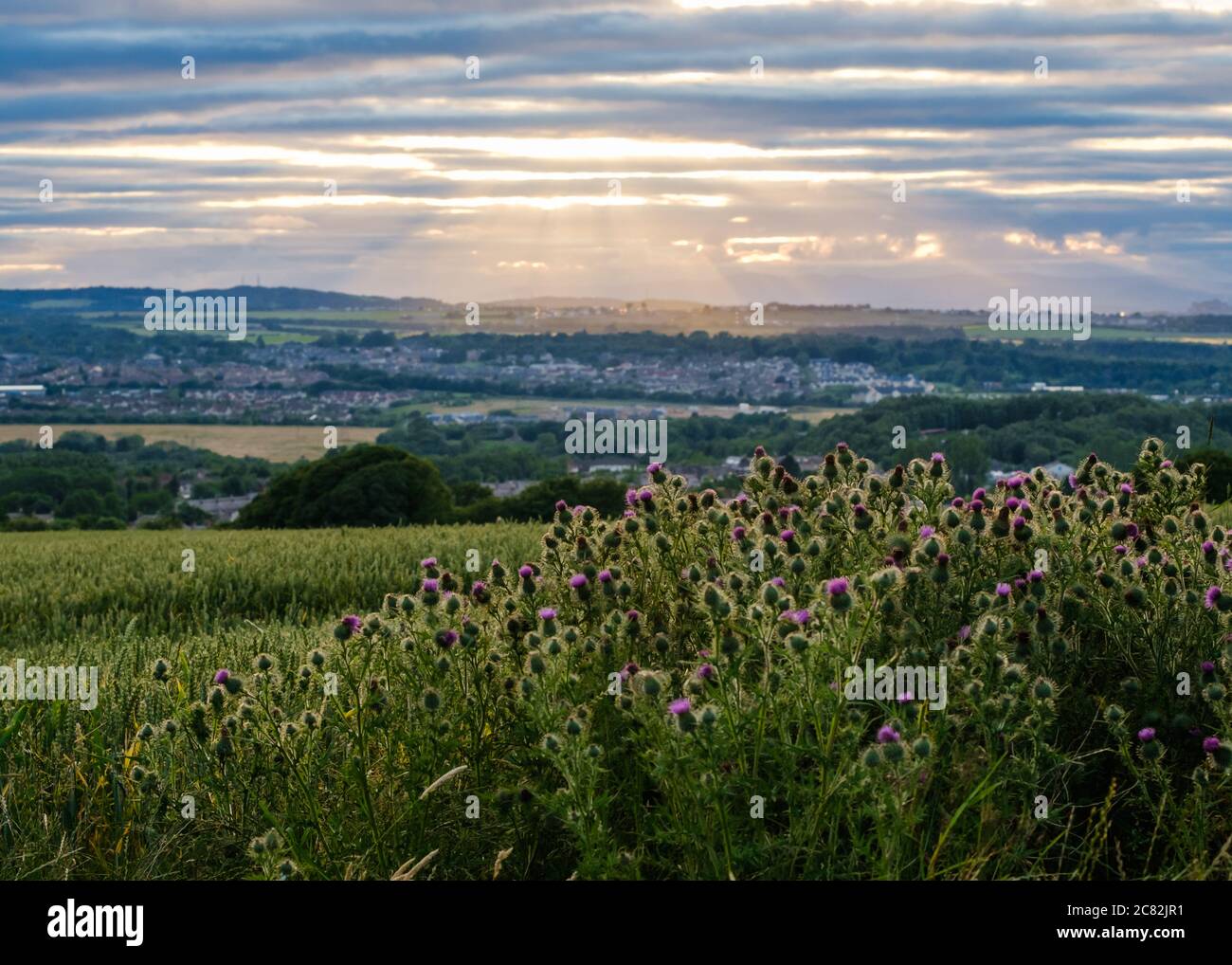 Thistle growing in scottish countryside Stock Photo