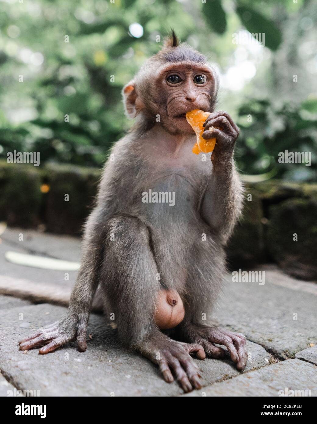 Vertical selective focus shot of a monkey sitting on the ground while eating a mandarin orange Stock Photo - Alamy Vertical selective focus shot of a monkey sitting on the ground while eating a mandarin orange Stock Photo - Alamy